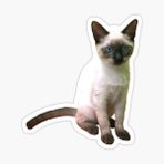 Ufak Bebek Kedi Araba Oto Sticker Etiket Renkli E9