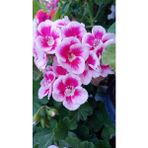 Ultra Pembe Beyaz Sardunya Çiçeği Fidesi 10-20 cm