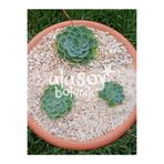 Ulusoy Botanik Dekoratif Kuvars Taşı / Akvaryum Taşı / Sukulent Dekor / Dekoratif Kuvarsit Taş 1-3mm (1 kg)