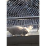 ÜN.K 2 x 12 Metre Kedi Koruma Filesi Kedi Filesi Balkon Filesi 1 mm Kedi Güvenlik Filesi