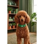 United Colors of Benetton BNTMKT-0028-GR Kedi &Köpek Örme Tasma Yeşil 1,5x26-40 cm