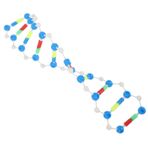 UPKOCH Plastik Dna Modeli İnsan Dna Modeli Dna Çift Sarmal Modeli Eğitim Aracı Biyoloji Dna Modeli