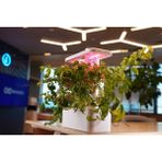 Uptechlabs: U-Herb Smart Garden Grow Light (Akıllı Bahçe, Hidroponik, Masaüstü Bitki Aydınlatma Sistemi)
