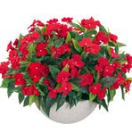 Uqueeten Yapay Impatiens Dış Mekan için Buket Çiçekler Dış Mekan Impatiens Bitkiler için İpek Sahte Çiçekler Dekor İç Mekan Saksıları Mutfak Saksıları ve Balkon Süslemeleri 4 Parça (Kırmızı)