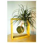 Urbanoasis designs Madagaskar Dragon Ağacı Kokedama, Dracaena Marginata Kokedama