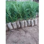 Üreticiden (40 Adet) Tüplü Leylandi Fidanı (Çit Çamı) 15-25 Cm.