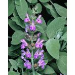 Üretim Saksılı Adaçayı Fidanı Officinalis 10-20 Cm