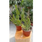 Ustapeyzajhasankurt Kaktüs Opuntia Subulata