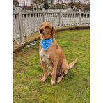 Utd Pet XL Waves Köpek Boyun Tasması