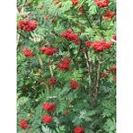 Üvez Fidanı Kuş Üvezi Sorbus Aucuparia 120 cm Saksıda