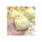 UYGUN ELEKTRONİK CİVCİV Squishy Yeni Nesil Oyuncak Jel Sukuşi Yumuşak Soft Animals