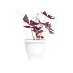 Uyku Çiçeği Mor Yonca 1 ADET Saksılı 20-30Cm (Oxalis Triangularis)