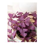 Uyku Çiçeği Süs Yoncası Oxalis triangularis 1 ADET 20-30Cm