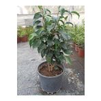 Uzay Bahçesi BENJAMİN SALON BİTKİSİ 35-50 CM