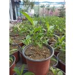 Uzay Bahçesi Ekonomik Boy Melisa Fidani / Gece Sefasi/ Parfüm Çiçeği 15-20CM