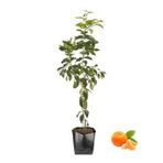 Uzay Bahçesi TATLI MANDALİNA FİDANI KLEMANTİN 80-100 CM