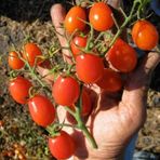 üzüm Cherry Domates 10 Tohum Saksı Toprak Seti