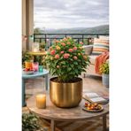 Valda ÇAP 25 METAL GOLD ESKİTME SAKSILIK