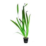 Vallisneria Gigantea Dev Saz Saksı Canlı Bitki