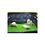 variegataseeds 10000++ Adet Su Yoncası - Canlı Su Bitkisi Tohumu- Süs Bitkisi Tohumu- Taban Bitkisi