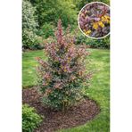 Vasada Kadın Tuzluğu Fidanı Berberis Thunbergii Rose Glow Tüplü 30 cm