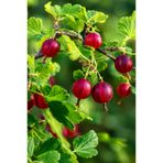 Vasada Kırmızı-Bordo Bektaşi Üzümü Fidanı Black Gooseberry Saksılı 50-60 cm