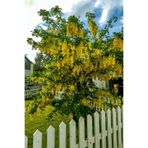 Vasada Sarı Salkım Fidanı Laburnum Anagyroides Tüplü 50-70 cm