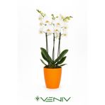 VENİV AGRİCULTURE Dekoratif saksı 2L + Hediye Orkide Yetiştirme Şeffaf Saksı