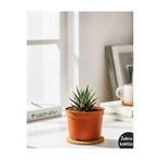 VENİV AGRİCULTURE Zebra Kaktüsü- Haworthia fasciata 1 Adet 5.5 cm- Canlı
