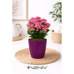 VENİV Pembe Kalanchoe - Kalanşo Çiçeği - Saksı Hediye