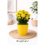 VENİV Sarı Kalanchoe - Kalanşo Çiçeği - Saksı Hediye