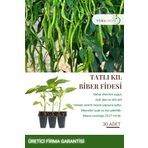 VERAGROW Biolife Fide Tatlı Kıl Biber Fidesi 30 Adet Kaliteli Fide