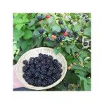 Verimli Aroması Yüksek Boysenberry Böğürtlen Fidanı
