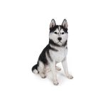 Veronese Büyük Boy Husky Kurt Köpeği Figürü El Boyama 51CM