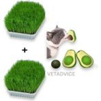 Vet Advice Kedi Çimi Seti 2 Adet Kedi Çimi 1 Adet Kedi Avokado Catnip Set