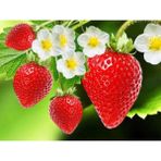 Vexor Strawberry Flavored Massage Oil 50ML Çilek Aromalı Masaj Yağı 2 Adet - Belirtilmemiş