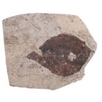 VICASKY Süsleme Fosili Örnek Gerçek Fosilleşmiş Akçaağaç Yaprağı Fosili Taşlar Örneği Paleontoloji Kayadaki Yaprak Toplamak Dekoratif Bitkiler Koleksiyon Ginkgo Biloba Süslemek