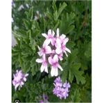 Videolu 1 Adet Açık Pembe Itır Sardunya Çiçeği Fidesi 20-40 cm Saksılı Çiçekli Bodur Bitki Geranium