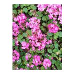 Videolu 1 Adet Açık Pembe Sardunya Çiçeği 15-25 Cm Saksılı Çiçekli Bodur Bitkiler Geranium