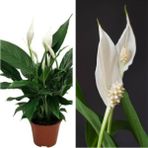 Videolu 1 Adet Beyaz Barış Çiçeği 50-80 cm Saksılı İç Mekan Bitkileri Spathiphyllum