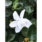 Videolu 1 Adet Beyaz Çiçekli Mis Kokulu Gardenya Çiçeği 20-30 cm Saksılı Iç Mekan Bitkileri Gardenia