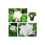 Videolu 1 Adet Beyaz Çiçekli Mis Kokulu Gardenya Çiçeği 20-35 Cm Saksılı İç Mekan Bitkileri Gardenia