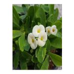Videolu 1 Adet Beyaz Renk Dikenler Tacı Çiçeği 10-15 Cm Tüplü Çiçekli Bodur Bitkiler Euphorbia Milli, SRD03022025BYB510