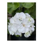Videolu 1 Adet Beyaz Sardunya Çiçeği 15-25 Cm Saksılı Çiçekli Bodur Bitkiler Geranium, SRD407