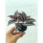 Videolu 1 Adet Bordo Telgraf Çiçeği 5-15 cm Saksılı Çiçekli Bodur Bitkiler Sensitive Plant