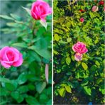 Videolu 1 Adet Canlı Pembe Bodur Gül Fidanı 20-40 cm Tüplü Çiçekli Bodur Bitkiler Pink Rose