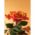 Videolu 1 Adet Canlı Turuncu Bodur Gül Fidanı 20-40 cm Tüplü Çiçekli Bodur Bitkiler Orange Rose