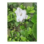 Videolu 1 Adet Hoş Kokulu Gardenya Çiçeği Salon Bitkisi 25-35 cm Saksılı Iç Mekan Bitki Gardenia
