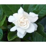 Videolu 1 Adet Ithal Kokulu Gardenya Çiçeği Ofis Bitkisi 15-30 cm Saksılı Iç Mekan Bitki Gardenia