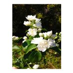 Videolu 1 Adet Ithal Kokulu Gardenya Çiçeği Ofis Bitkisi 25-35 cm Saksılı Iç Mekan Bitki Gardenia